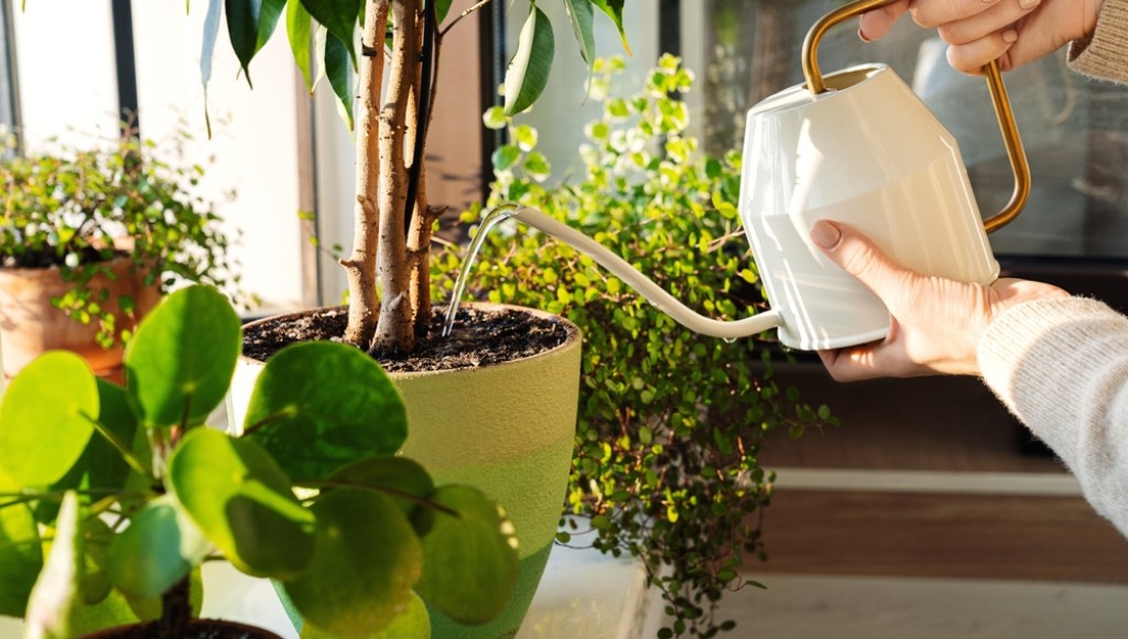 Comment entretenir ses plantes en été ?