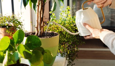 Comment entretenir ses plantes en été ?