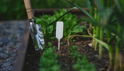 Cultiver son propre jardin potager: par où commencer?