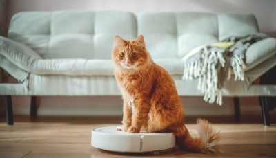 Astuces pour maintenir votre maison propre avec des animaux