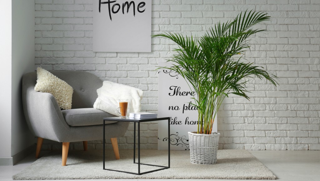 Éliminer les toxines de votre maison avec ces plantes dépolluantes