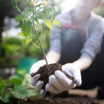 Les erreurs à éviter quand on débute en jardinage
