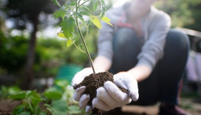 Guide pour réussir votre jardinage sans pesticides