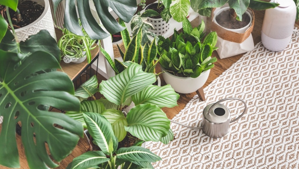 Astuces pour garder vos plantes d\'intérieur en bonne santé