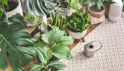 Astuces pour garder vos plantes d\'intérieur en bonne santé