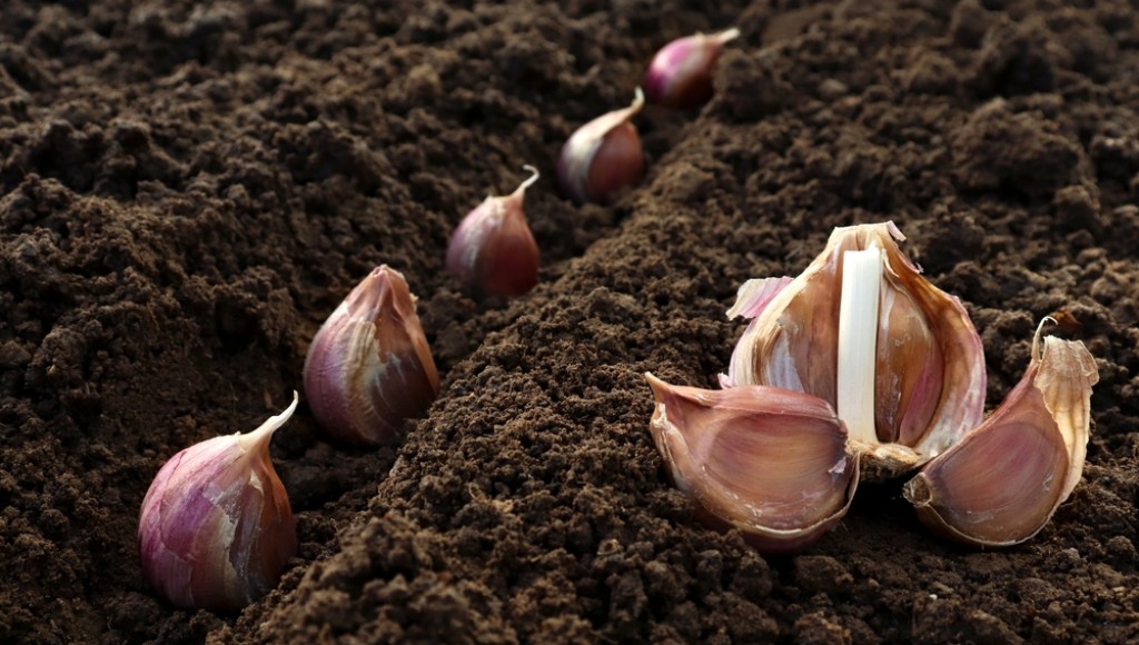 Guide pratique pour cultiver votre propre ail