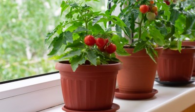 Comment réussir la culture des tomates en pot
