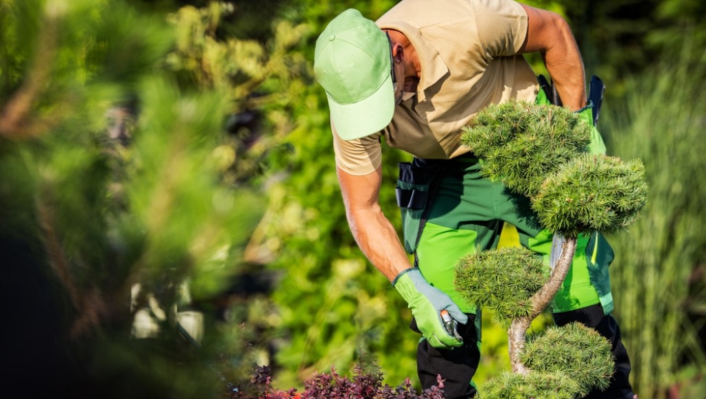 Comment préparer son jardin pour l’hiver : entretien et protection