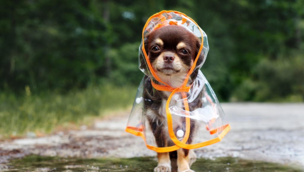 Protéger ses animaux de compagnie du froid : conseils pratiques