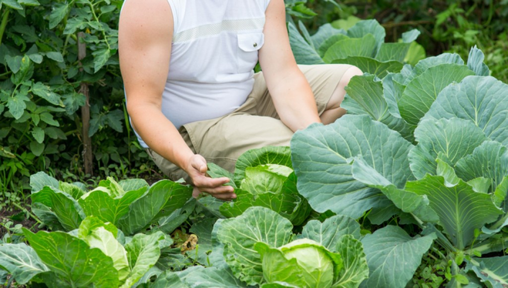 Le potager paresseux : jardiner sans retourner la terre