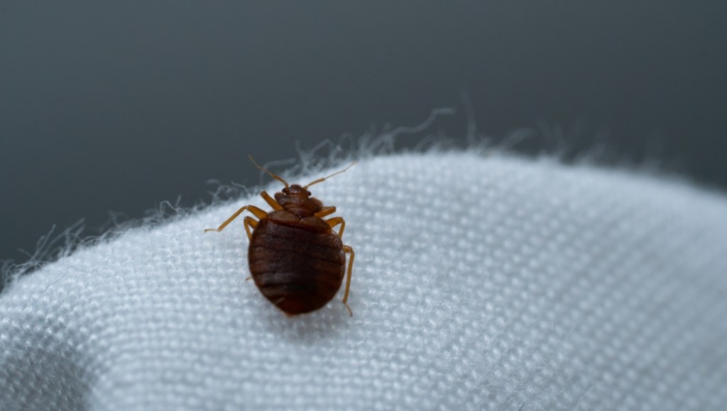 Punaises de lit : comment les détecter et s’en débarrasser