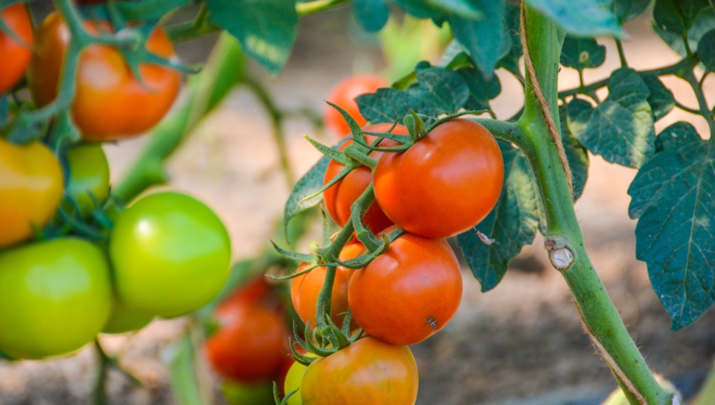 Cultiver ses tomates sur un balcon : méthode express