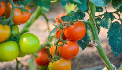 Cultiver ses tomates sur un balcon : méthode express