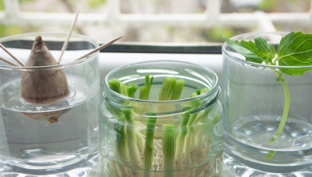 Faites repousser ces 7 légumes à l’infini dans un verre d’eau