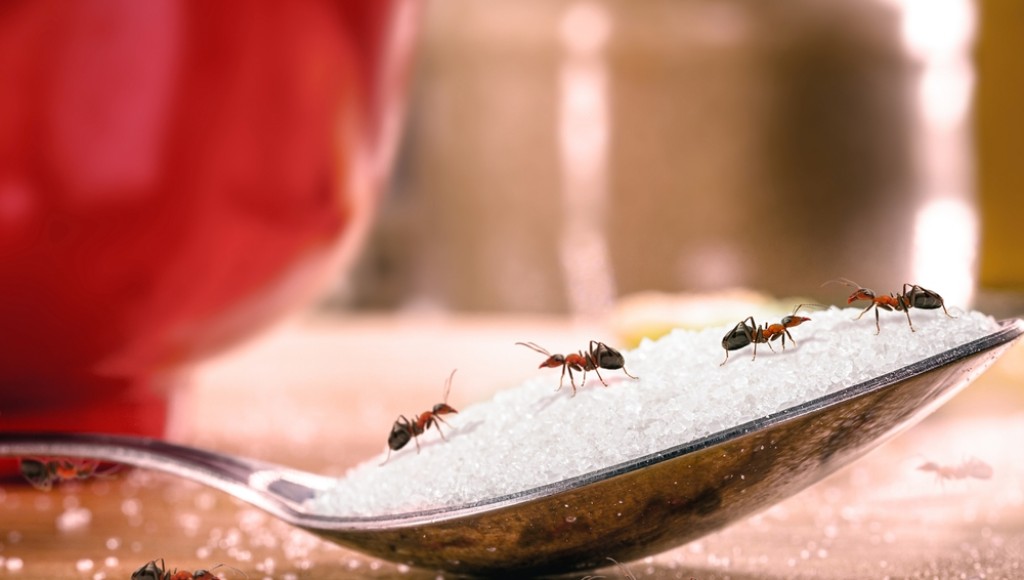 Fourmis dans la cuisine ? Voici ce qui les fait fuir pour de bon