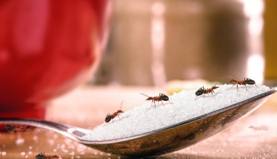 Fourmis dans la cuisine ? Voici ce qui les fait fuir pour de bon