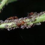 Ces plantes qui repoussent les insectes sans effort