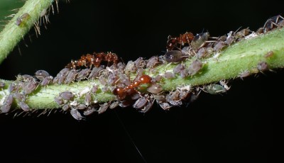 Ces plantes qui repoussent les insectes sans effort
