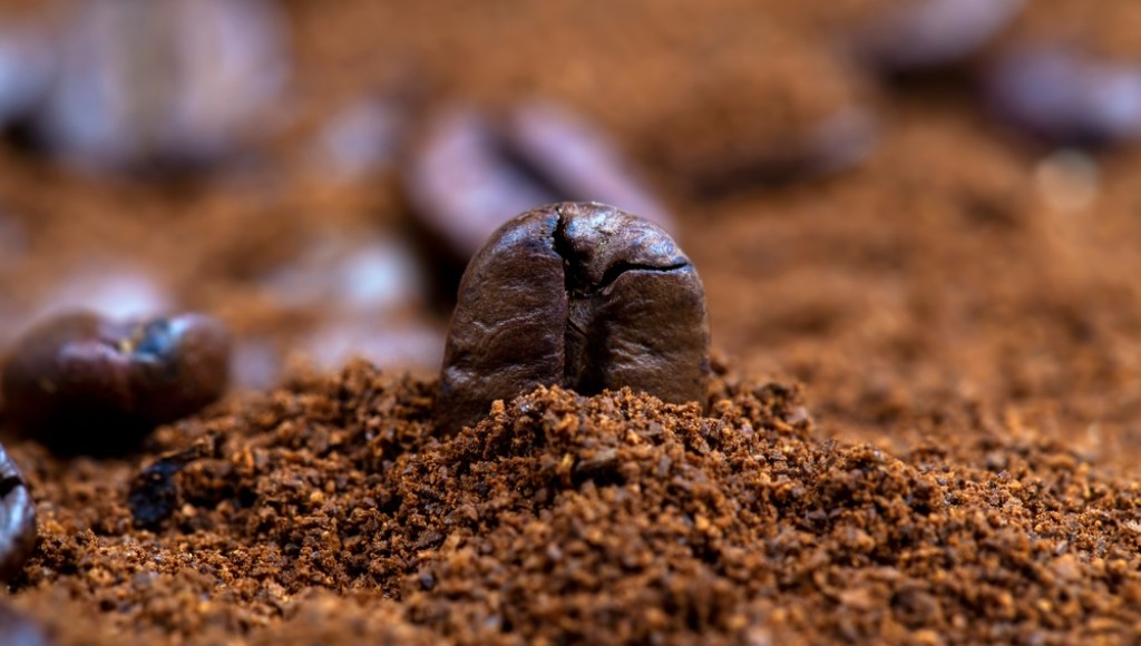 Le marc de café : 4 utilisations insoupçonnées au jardin