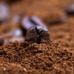 Le marc de café : 4 utilisations insoupçonnées au jardin