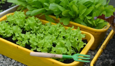 Jardinage facile : que planter quand on débute ?