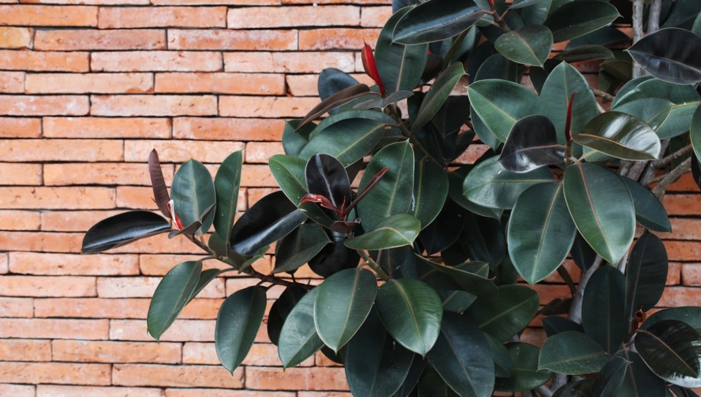 Les plantes qui purifient vraiment l’air intérieur