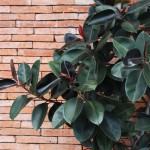 Les plantes qui purifient vraiment l’air intérieur