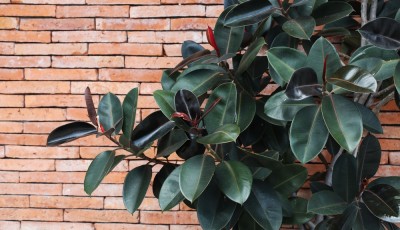 Les plantes qui purifient vraiment l’air intérieur