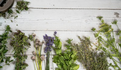 Les plantes médicinales indispensables à avoir chez soi