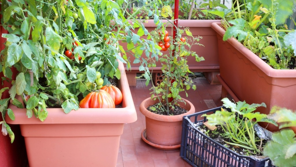 Cultiver sans jardin : solutions pour balcon et intérieur