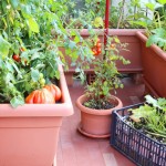 Cultiver sans jardin : solutions pour balcon et intérieur