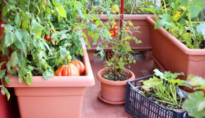 Cultiver sans jardin : solutions pour balcon et intérieur