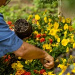 Comment faire refleurir une plante facilement