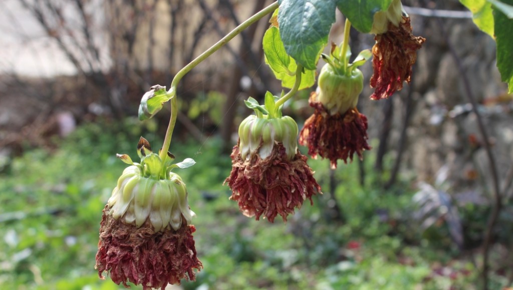 Pourquoi vos plantes meurent ? Les erreurs à éviter