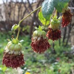 Pourquoi vos plantes meurent ? Les erreurs à éviter