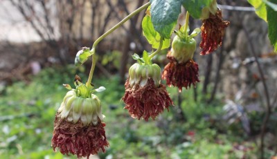 Pourquoi vos plantes meurent ? Les erreurs à éviter