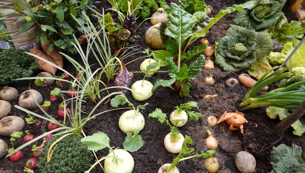 Que planter ce mois-ci ? Le calendrier du potager