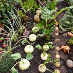 Que planter ce mois-ci ? Le calendrier du potager