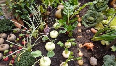 Que planter ce mois-ci ? Le calendrier du potager