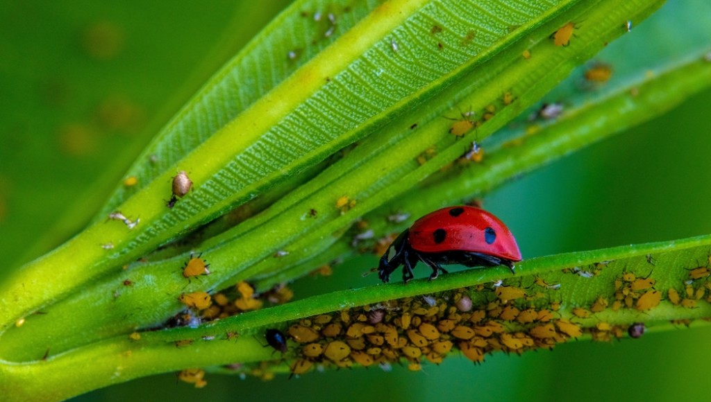 Comment éliminer naturellement les pucerons ?