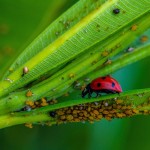 Comment éliminer naturellement les pucerons ?