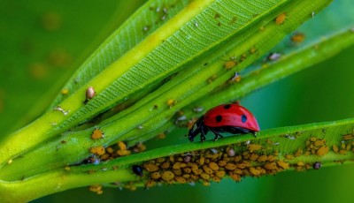 Comment éliminer naturellement les pucerons ?