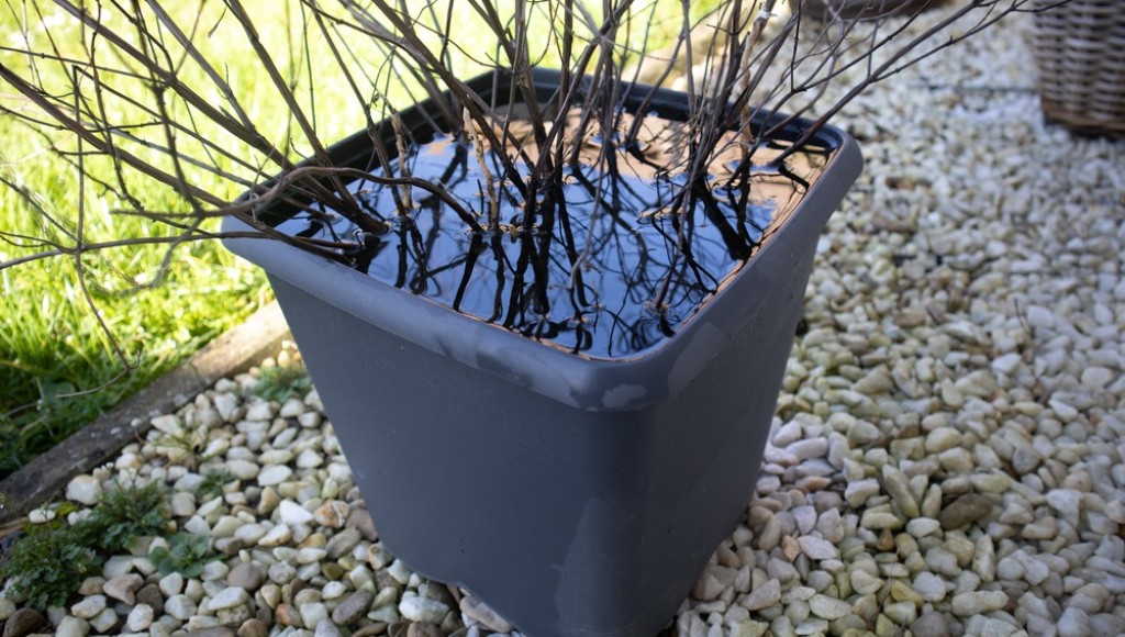 Les erreurs d\'arrosage qui détruisent votre jardin