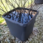 Les erreurs d\'arrosage qui détruisent votre jardin