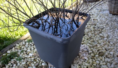 Les erreurs d\'arrosage qui détruisent votre jardin