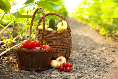 5 bons conseils pour démarrer un potager