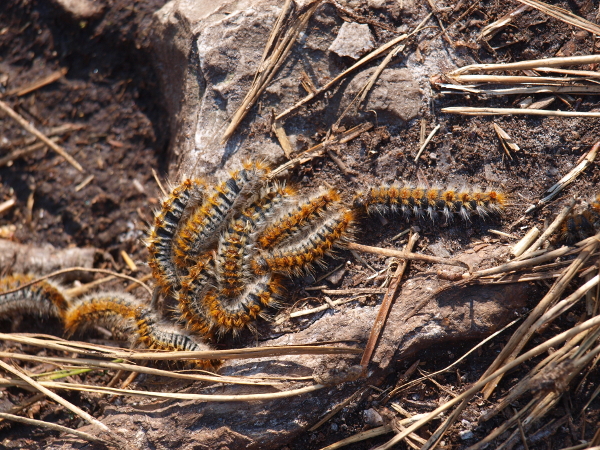Comment se débarrasser des chenilles processionnaires ?