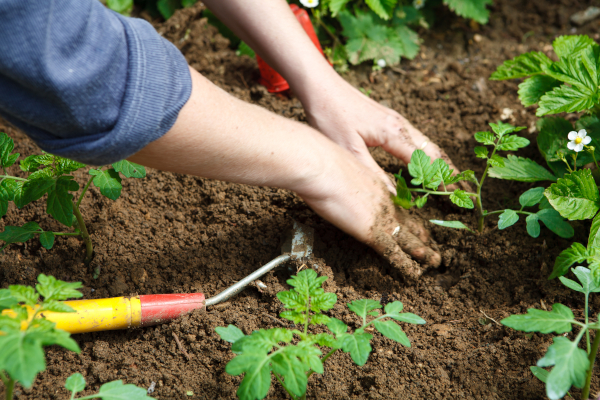 5 conseils jardinage étonnants