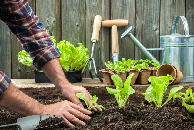 Quoi planter en octobre ?