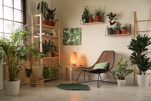 Quelles sont les meilleures plantes d\'intérieur ?